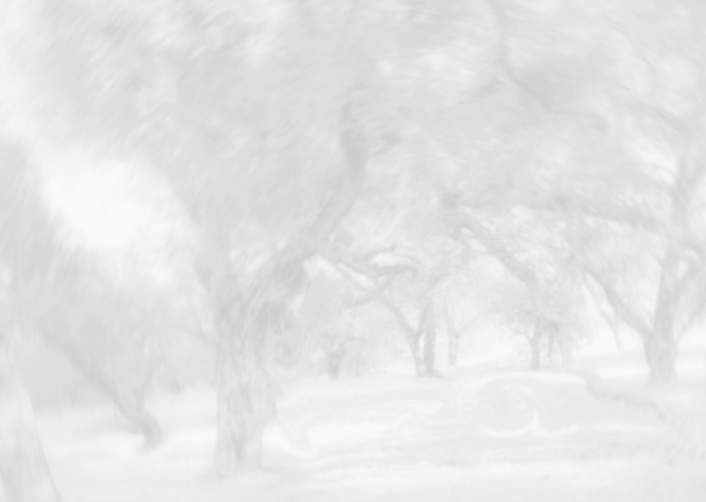 B&W forest with low opacity causing it to look faded and indistinct